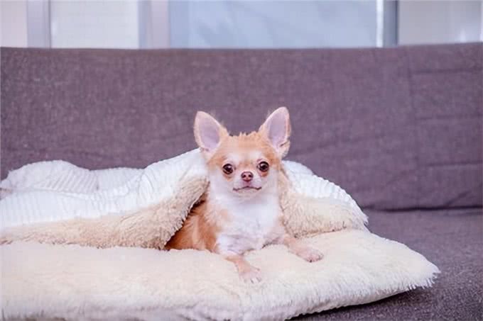 冬日里的狗狗危机：寒冷季节的中暑隐患及应对措施