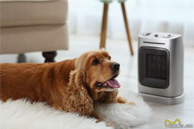 冬日里的狗狗危机：寒冷季节的中暑隐患及应对措施