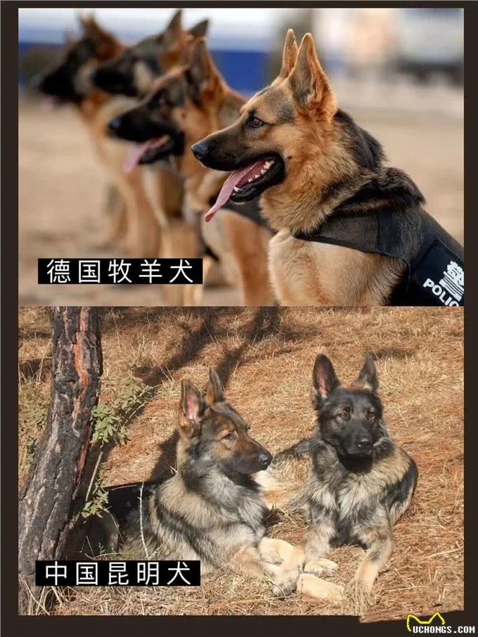 7大帅气警犬，你喜欢哪一只?