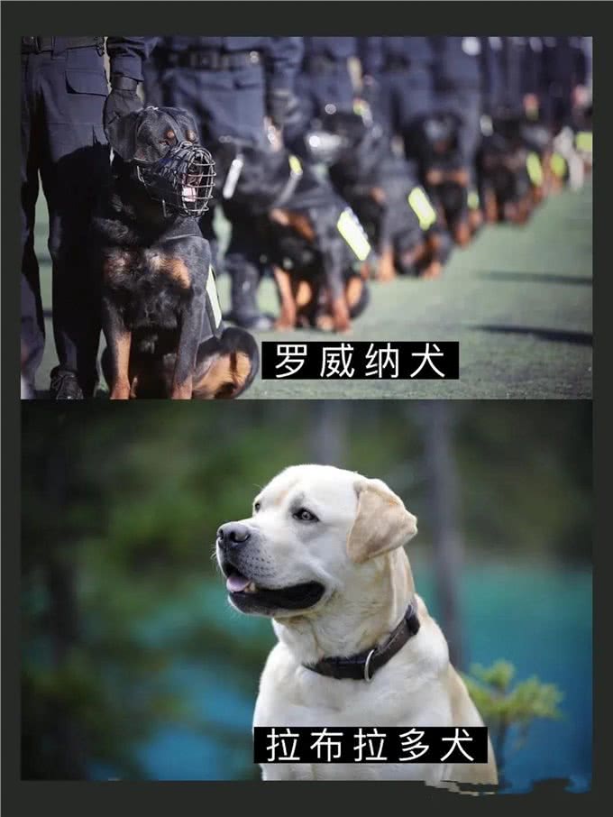 7大帅气警犬，你喜欢哪一只?