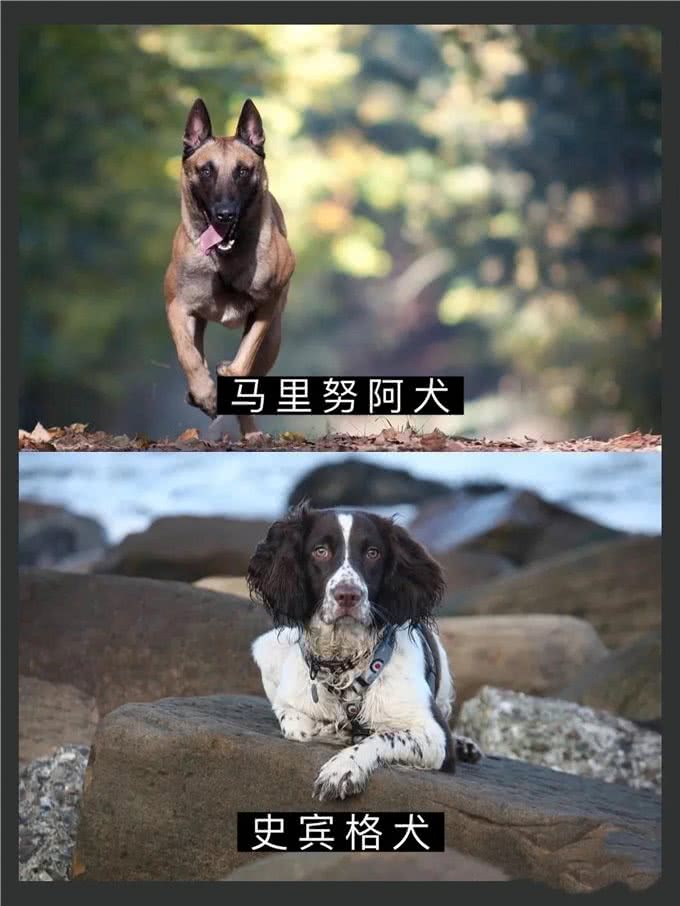7大帅气警犬，你喜欢哪一只?
