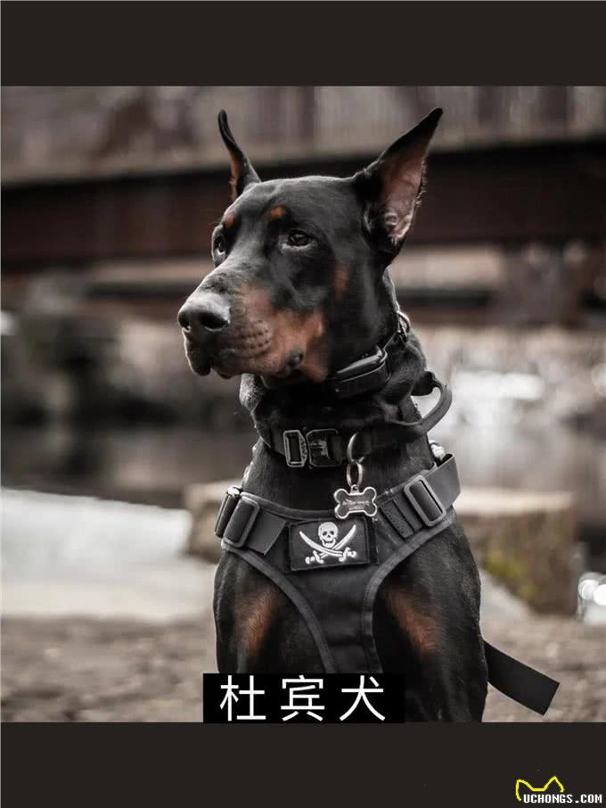 7大帅气警犬，你喜欢哪一只?