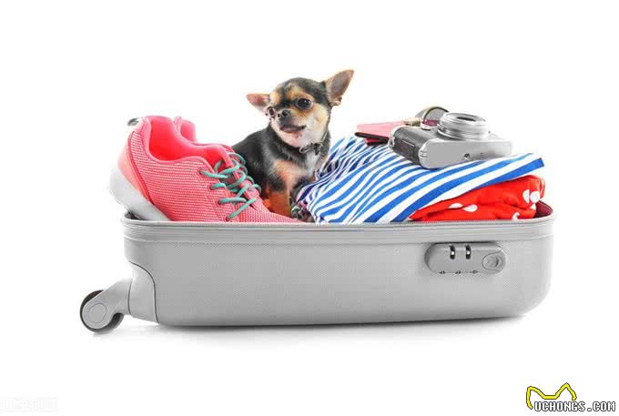 中国东方航空国内宠物托运指南