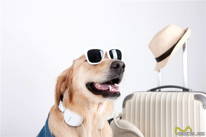 中国东方航空国内宠物托运指南