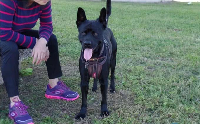 为什么现在养黑狗的人越来越多?这6点，懂行的都喜欢