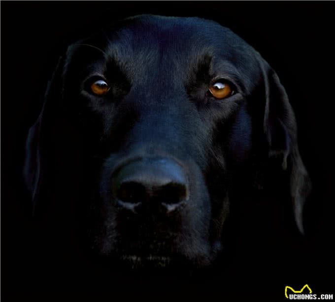 为什么现在养黑狗的人越来越多?这6点，懂行的都喜欢