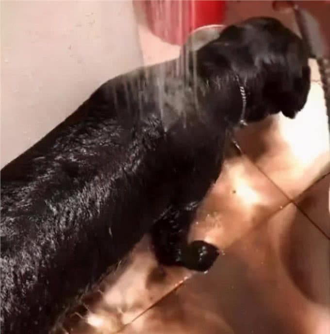 为什么现在养黑狗的人越来越多?这6点，懂行的都喜欢