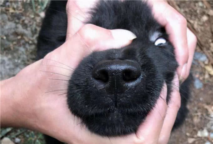 为什么现在养黑狗的人越来越多?这6点，懂行的都喜欢