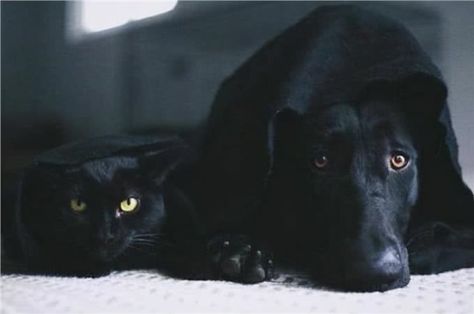 为什么现在养黑狗的人越来越多?这6点，懂行的都喜欢