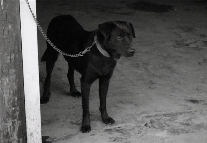 为什么现在养黑狗的人越来越多?这6点，懂行的都喜欢