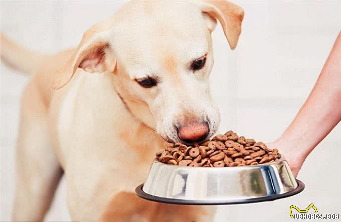 为什么现在养黑狗的人越来越多?这6点，懂行的都喜欢