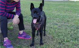 为什么现在养黑狗的人越来越多?这6点，懂行的都喜欢