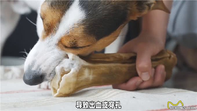 狗狗饮食禁忌，避免健康受损害—养狗小知识