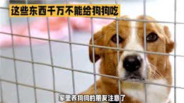 狗狗饮食禁忌，避免健康受损害—养狗小知识