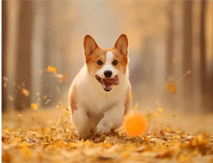 狗狗发烧的征兆与应对方法?