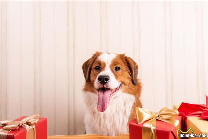 狗狗发烧的征兆与应对方法?