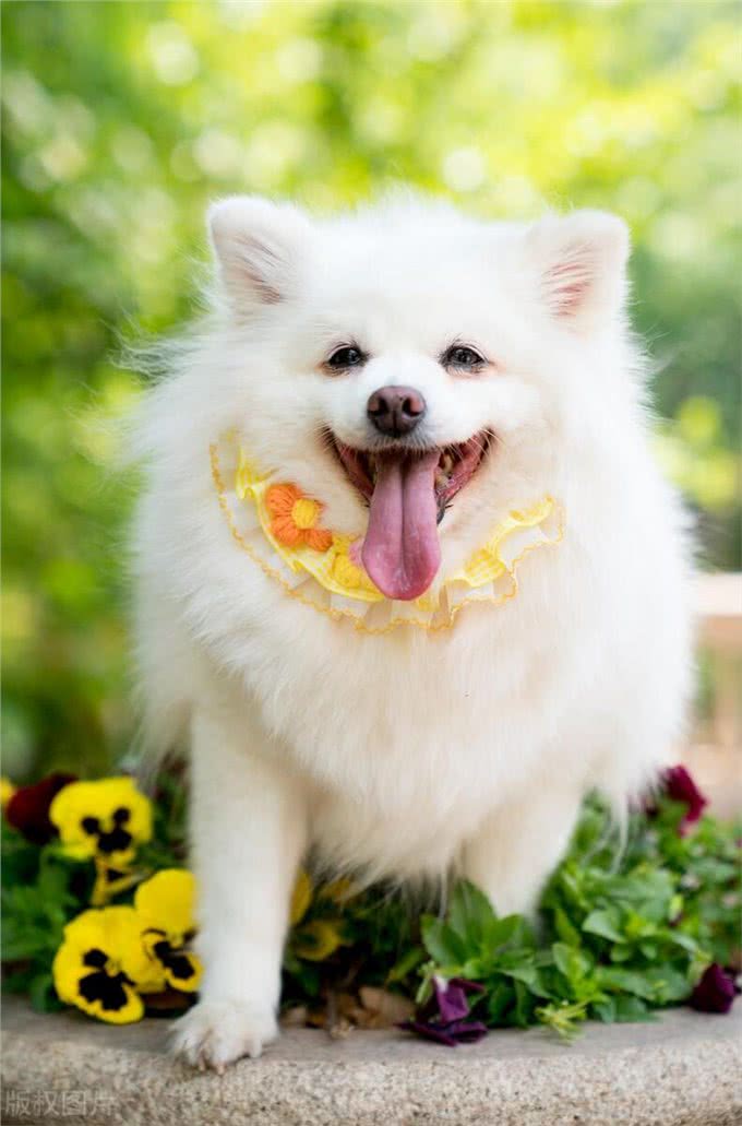 狗狗发烧的征兆与应对方法?