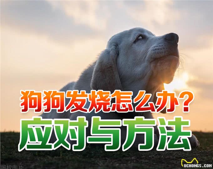 狗狗发烧的征兆与应对方法?