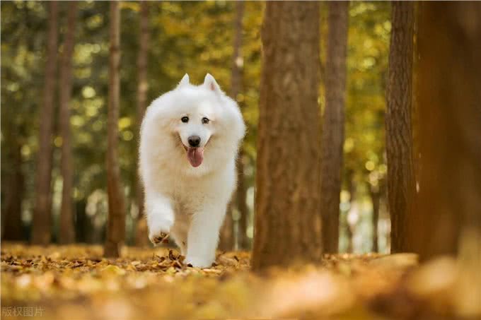 狗狗发烧的征兆与应对方法?