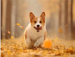 狗狗发烧的征兆与应对方法?