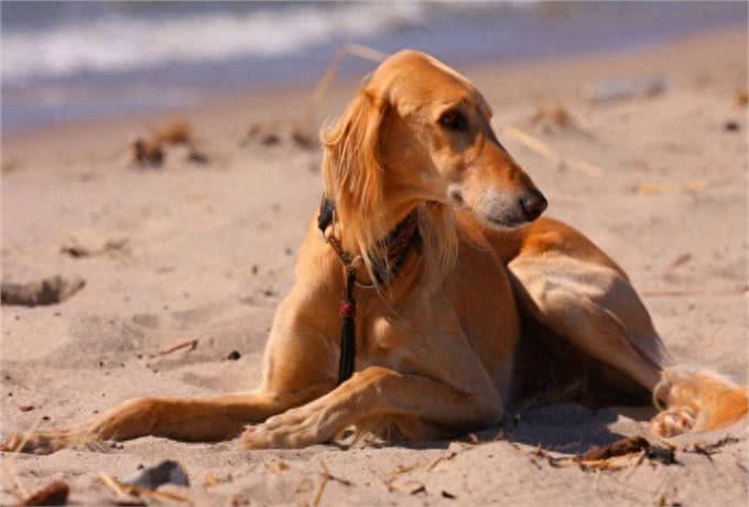 全球最合适家养的十大狗狗，因为它们体味最小