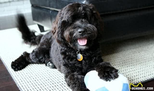 全球最合适家养的十大狗狗，因为它们体味最小