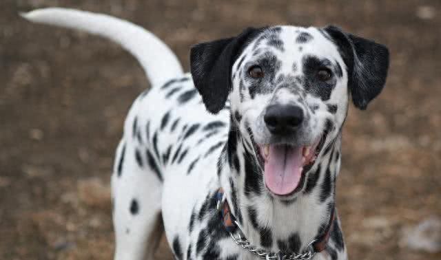 全球最合适家养的十大狗狗，因为它们体味最小