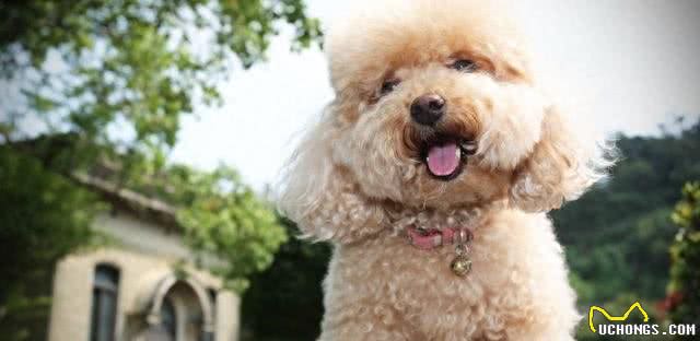 全球最合适家养的十大狗狗，因为它们体味最小