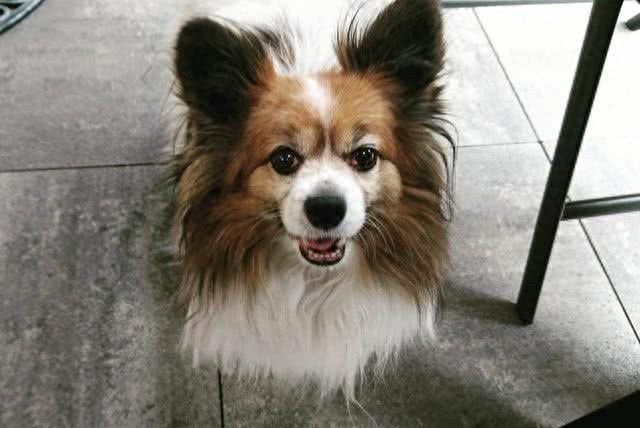 全球最合适家养的十大狗狗，因为它们体味最小