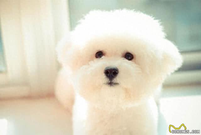 全球最合适家养的十大狗狗，因为它们体味最小