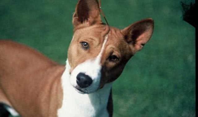 全球最合适家养的十大狗狗，因为它们体味最小