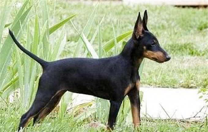 全球最合适家养的十大狗狗，因为它们体味最小