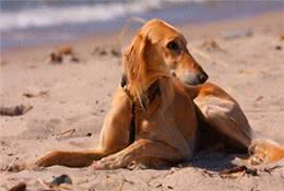 全球最合适家养的十大狗狗，因为它们体味最小