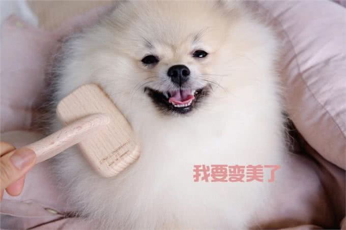 博美毛发不好怎么办?这些美毛攻略，收好了!