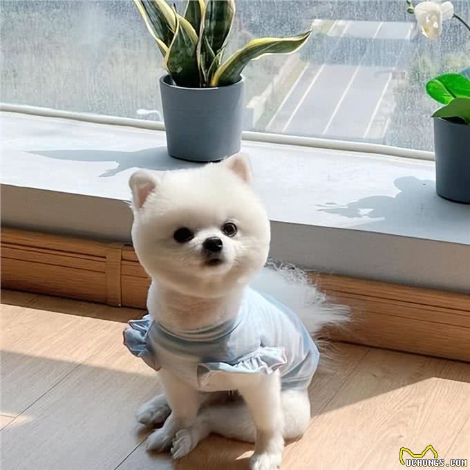 博美毛发不好怎么办?这些美毛攻略，收好了!