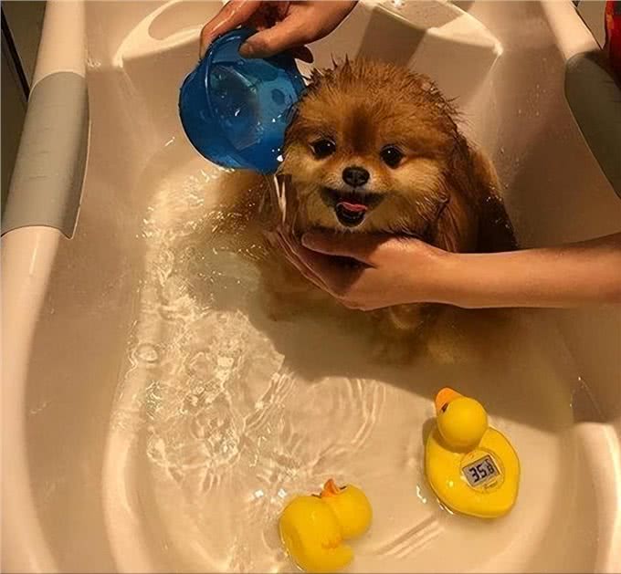 博美毛发不好怎么办?这些美毛攻略，收好了!