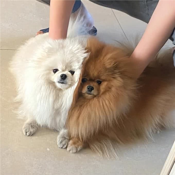 博美毛发不好怎么办?这些美毛攻略，收好了!