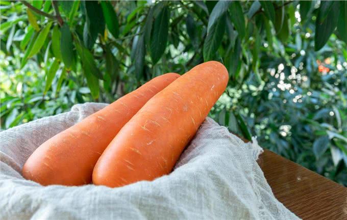 博美毛发不好怎么办?这些美毛攻略，收好了!