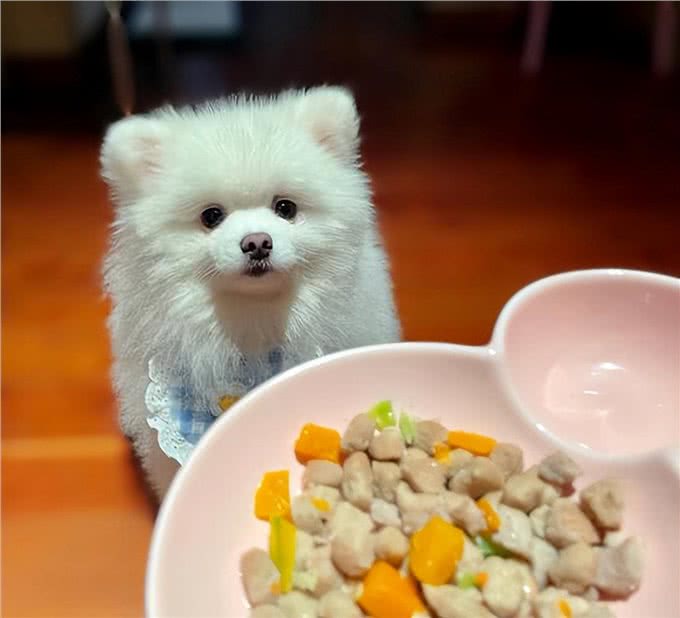 博美毛发不好怎么办?这些美毛攻略，收好了!