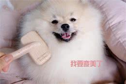 博美毛发不好怎么办?这些美毛攻略，收好了!