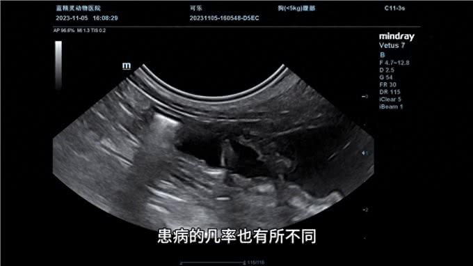 狗狗的子宫蓄脓是怎么回事?