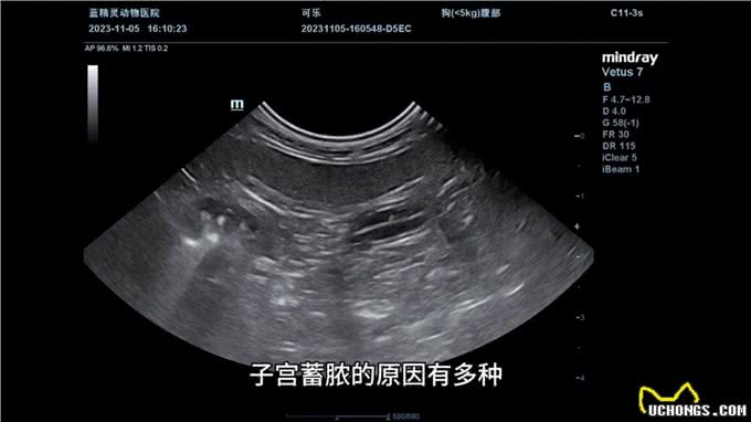 狗狗的子宫蓄脓是怎么回事?