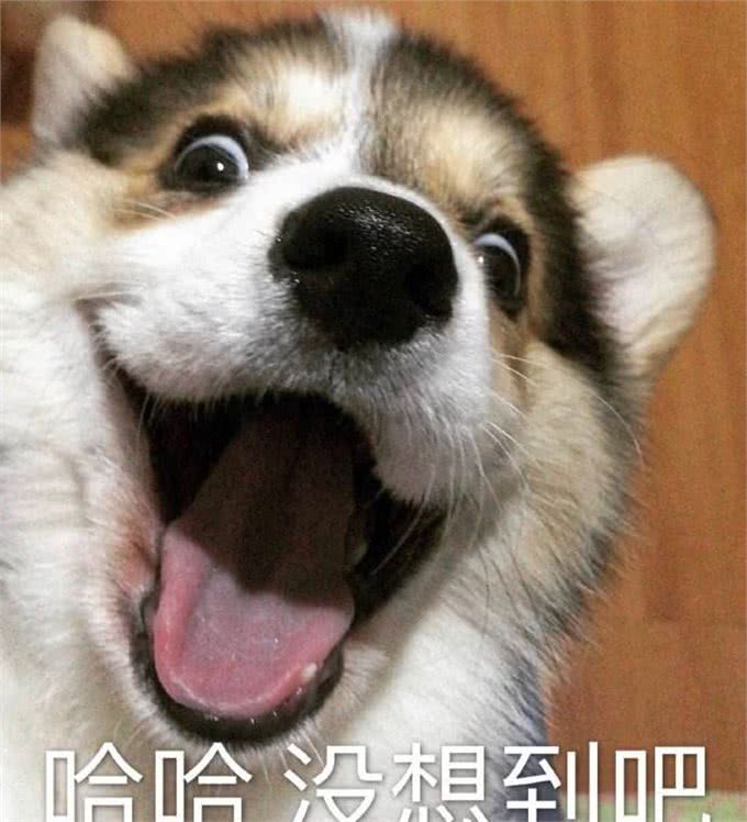 狗狗被抱住，在它眼中，有这些意思