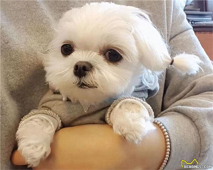 狗狗被抱住，在它眼中，有这些意思