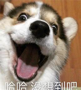 狗狗被抱住，在它眼中，有这些意思