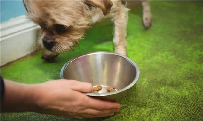 狗狗便秘的原因及解决办法