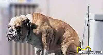 狗狗便秘的原因及解决办法