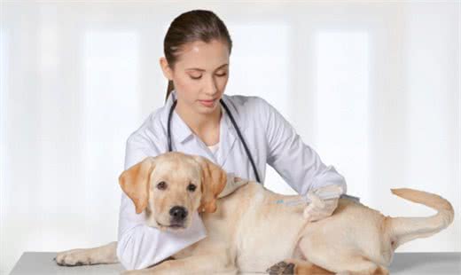 狗狗便秘的原因及解决办法