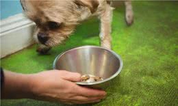 狗狗便秘的原因及解决办法