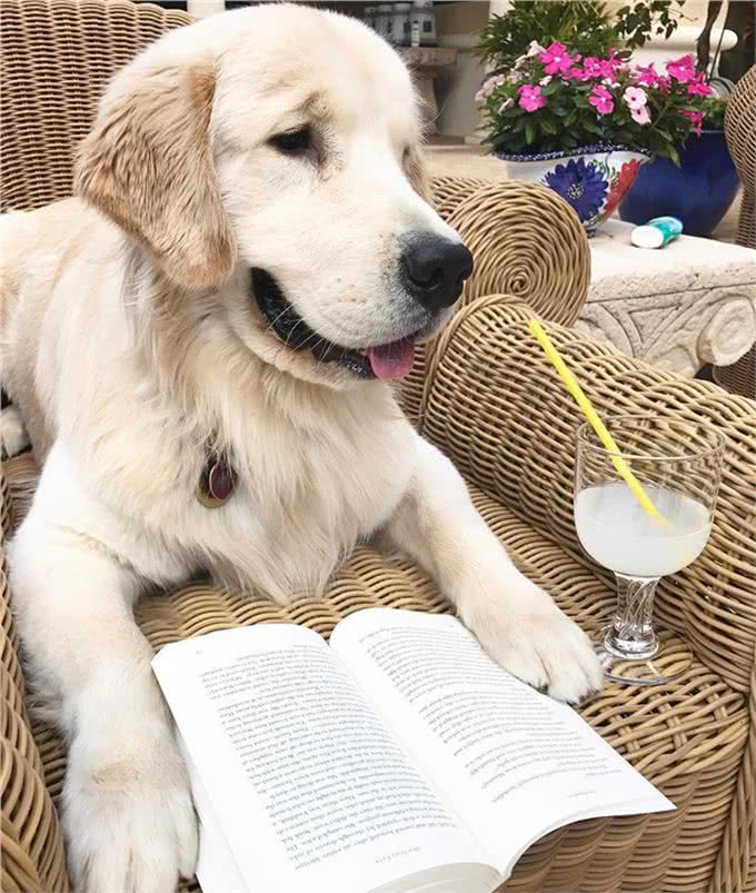 狗狗最渴望得到的是主人的口头表扬还是主人的抚摸表扬呢?